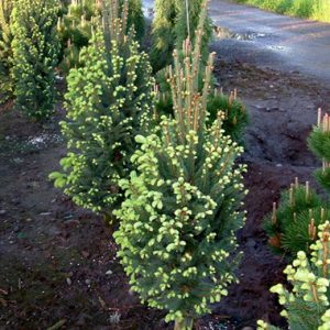 Picea abies Cupressina C10