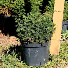 Ялина звичайна – Picea abies Dans Dwarf