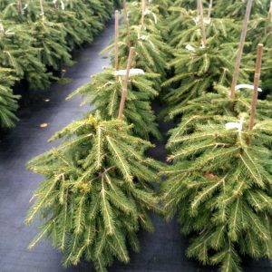 Ялина звичайний - Picea abies Formanek