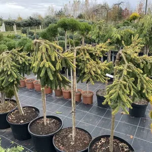 Ялина звичайна - Picea abies Gold Drift Pa