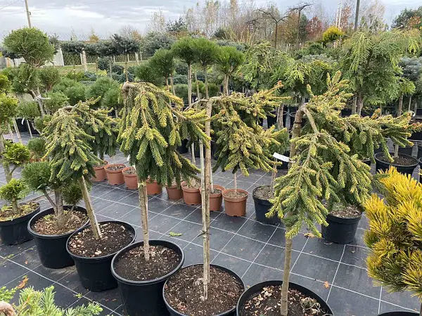 Picea abies Gold Drift Pa Ялина звичайна - Picea abies Gold Drift Pa