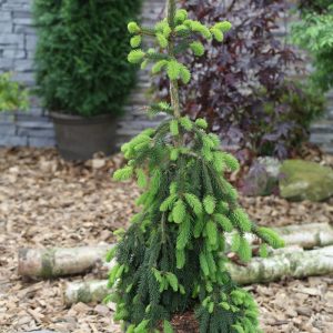 Ялина звичайна - Picea abies Inversa