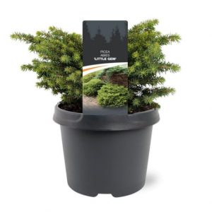 Picea abies Little Gem C3