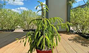 Picea abies Loreley 2
