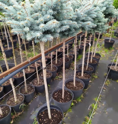 Picea abies Mauthneralm Pa Ялина звичайна – Picea abies Mauthneralm Pa
