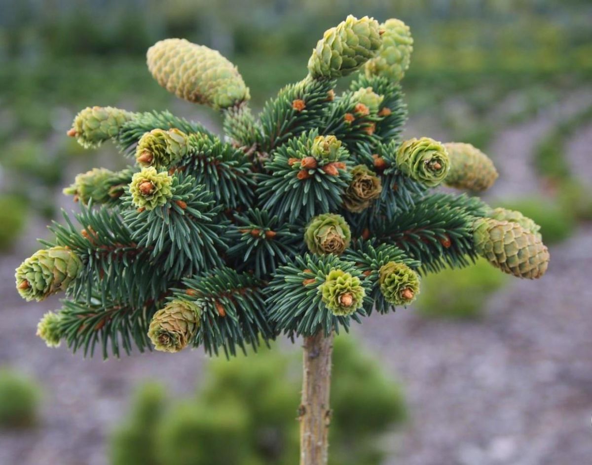 Picea abies Medusa Pa C5 Ялина звичайна – Picea abies Medusa Pa