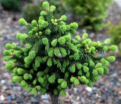 Ялина звичайна – Picea abies Melka Pa