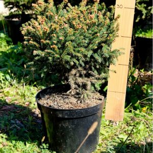 Picea abies Ohlendorffii C7.5