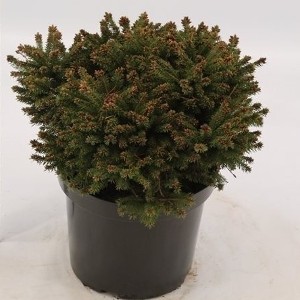 Picea abies Ohlendorffii