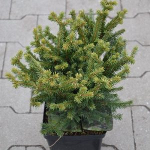 Picea abies Pumila Glauca C2