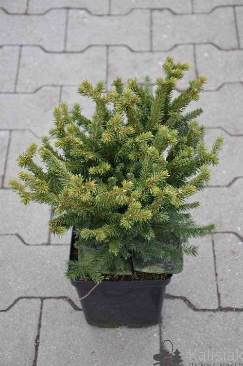 Picea abies Pumila Glauca C2 Picea abies Pumila Glauca C2