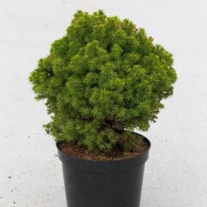 Picea abies Pumila Glauca C7.5