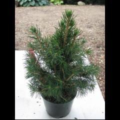 Picea abies Tompa C5