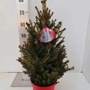 Picea abies Wills Zwerg c7.5