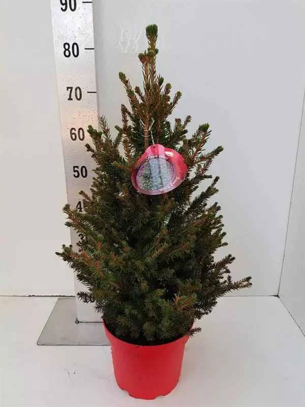 Picea abies Wills Zwerg c7.5 Picea abies Wills Zwerg c7.5