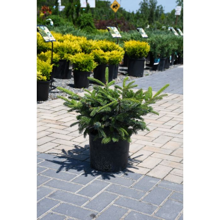 Picea bicolor Howells Dwarf Tigertall Ялина двоколірна – Picea bicolor Howells Dwarf Tigertall
