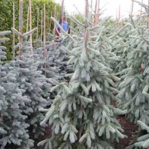 Ялина Енгельмана – Picea engelmannii Glauca