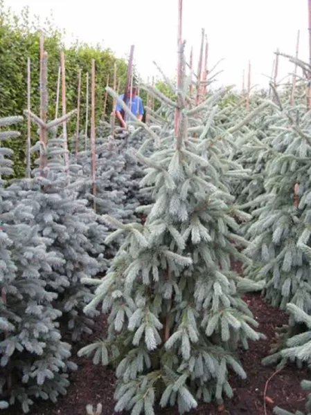Picea engelmannii Glauca Ялина Енгельмана – Picea engelmannii Glauca