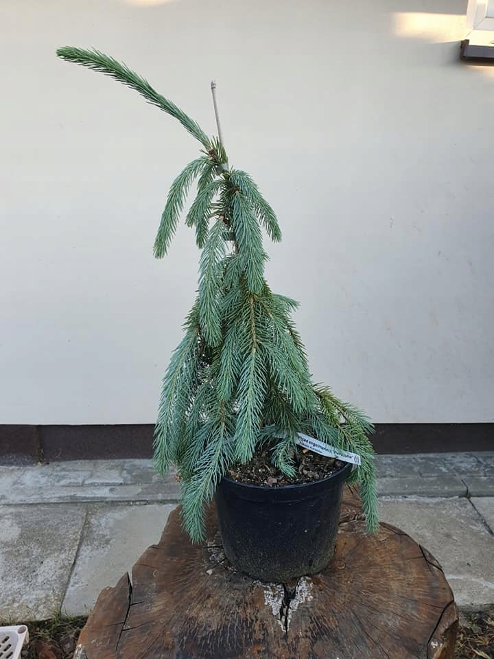 Picea engelmannii Pendula C5 Ялина Енгельмана - Picea engelmannii Pendula