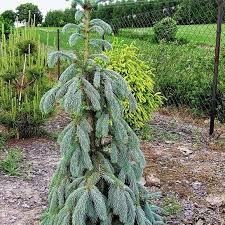 Ялина Енгельмана - Picea engelmannii Pendula