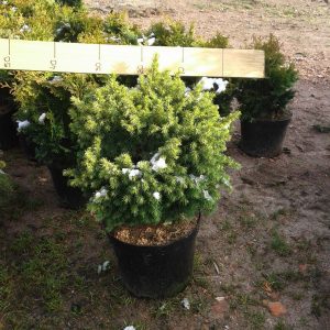 Ялина канадська - Picea glauca Alberta Globe