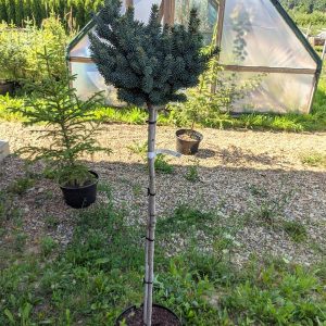 Ялина канадська – Picea glauca Cecylia Pa