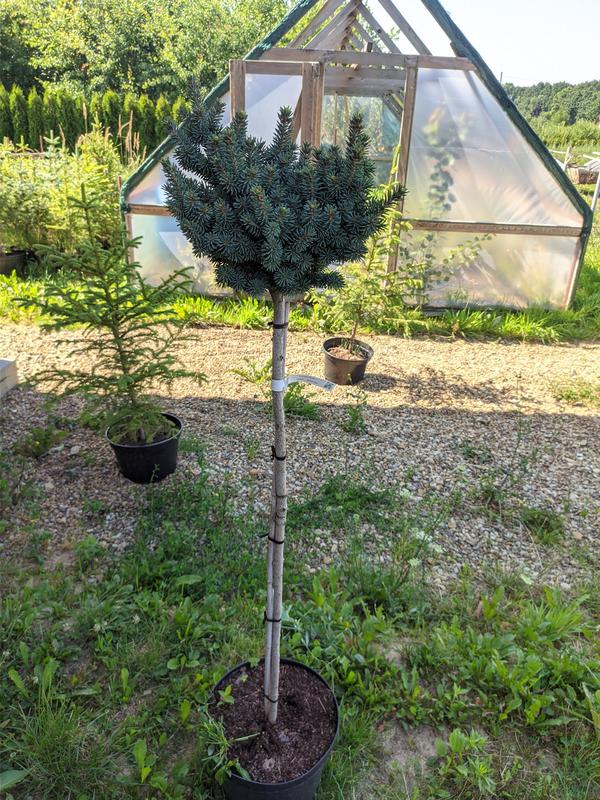 Picea glauca Cecylia Pa Ялина канадська – Picea glauca Cecylia Pa