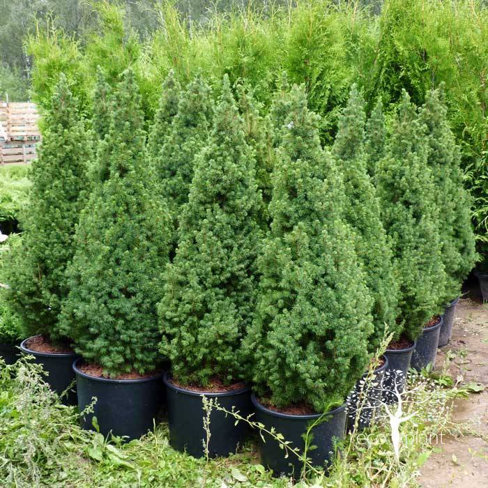 Picea glauca Conica Picea glauca Conica