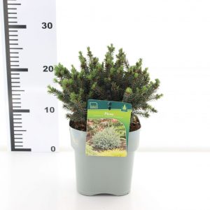 Picea glauca Echiniformis C2