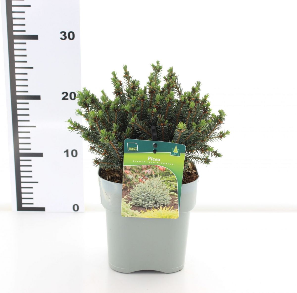 Picea glauca Echiniformis C2 Picea glauca Echiniformis C2