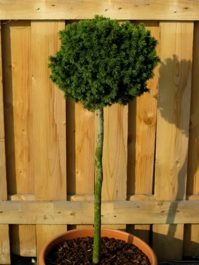 Picea glauca Little Globe Pa Ялина канадська – Picea glauca Little Globe Pa