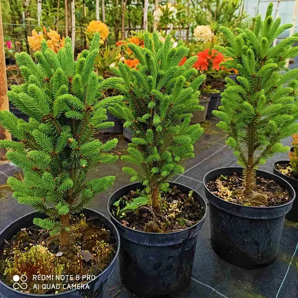 Picea glauca Piramidalis Compacta C2 Ялина канадська – Picea glauca Piramidalis Compacta