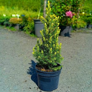Picea glauca Rainbow`s End