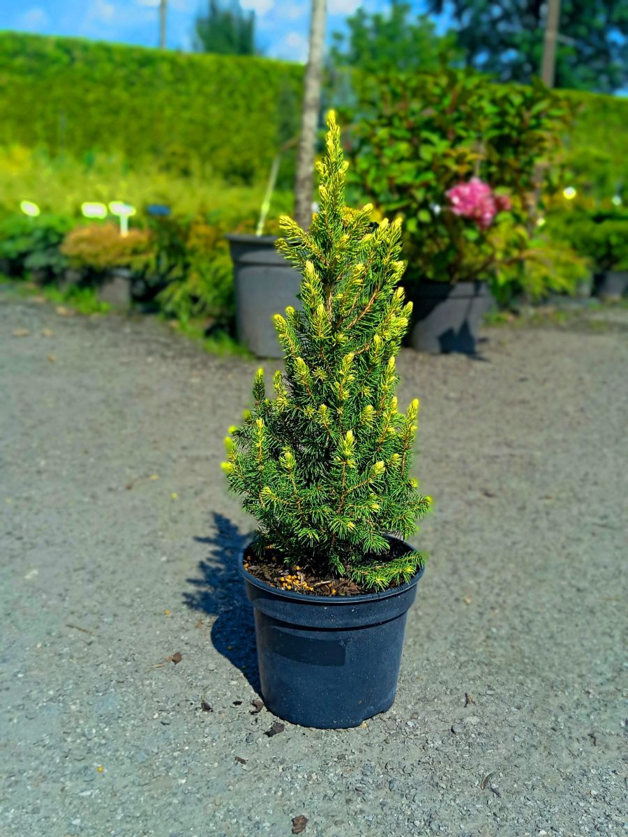 Picea glauca Rainbow`s End Picea glauca Rainbow`s End