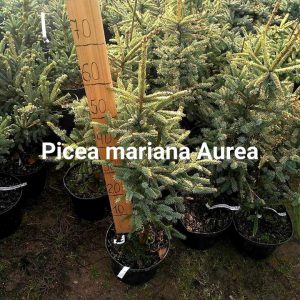 Ялина маріана – Picea Mariana Aurea