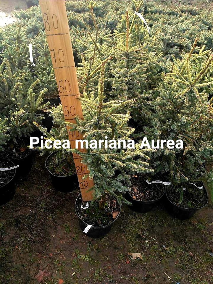Picea mariana Aurea Ялина маріана – Picea Mariana Aurea