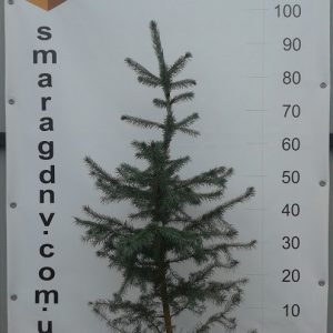 Picea omorica 5л