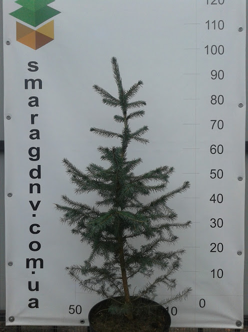 Picea omorica 5л Picea omorica 5л