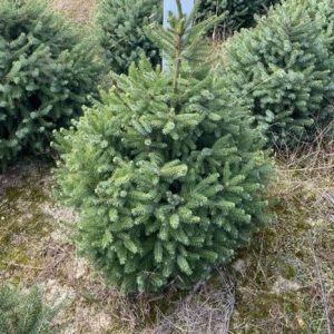 Ялина сербська - Picea omorika Frohnleiten