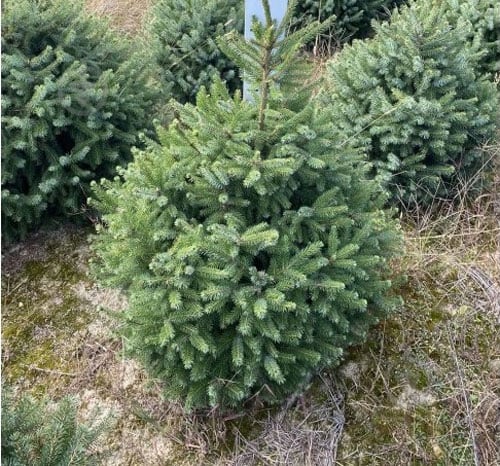 Picea omorika Frohnleiten Ялина сербська - Picea omorika Frohnleiten