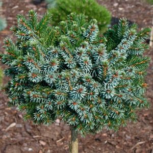 Ялина сербська - Picea omorika Kamenz Pa