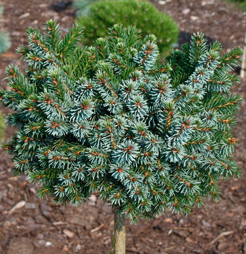 Picea omorika Kamenz Pa Ялина сербська - Picea omorika Kamenz Pa