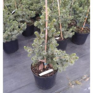 Ялина сербська - Picea omorika Wodan