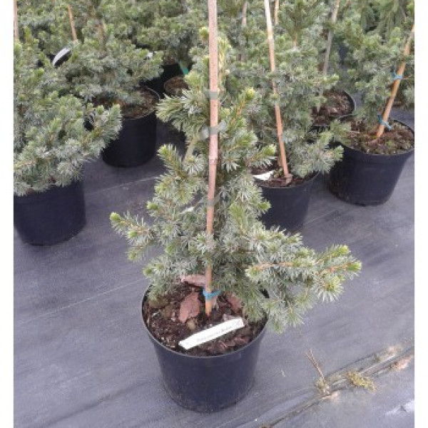 Picea omorika Wodan Ялина сербська - Picea omorika Wodan