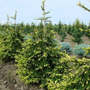 Picea orientalis Aureospicata С20