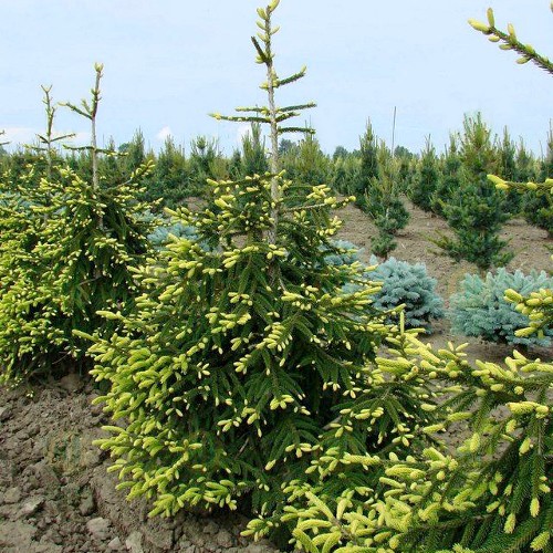 Picea orientalis Aureospicata С20 Picea orientalis Aureospicata С20
