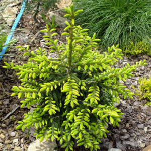 Ялина східна – Picea orientalis Gold Star