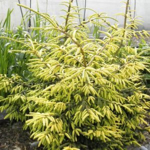Ялина канадська – Picea orientalis Skylands