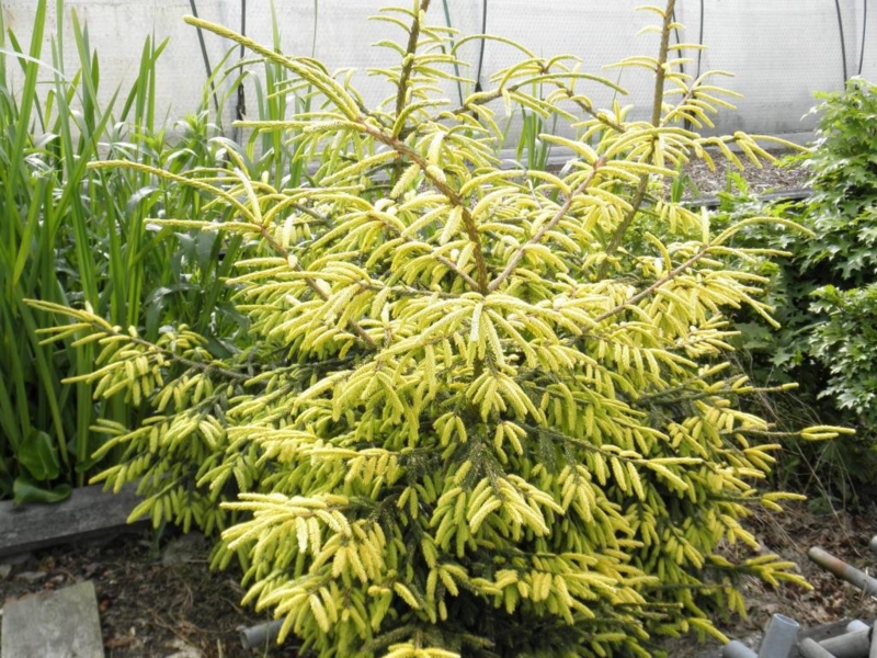 Picea orientalis Skylands Ялина канадська – Picea orientalis Skylands