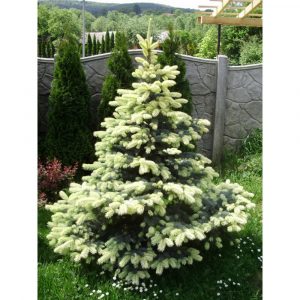 Ялина колюча – Picea pungens Bialobok
